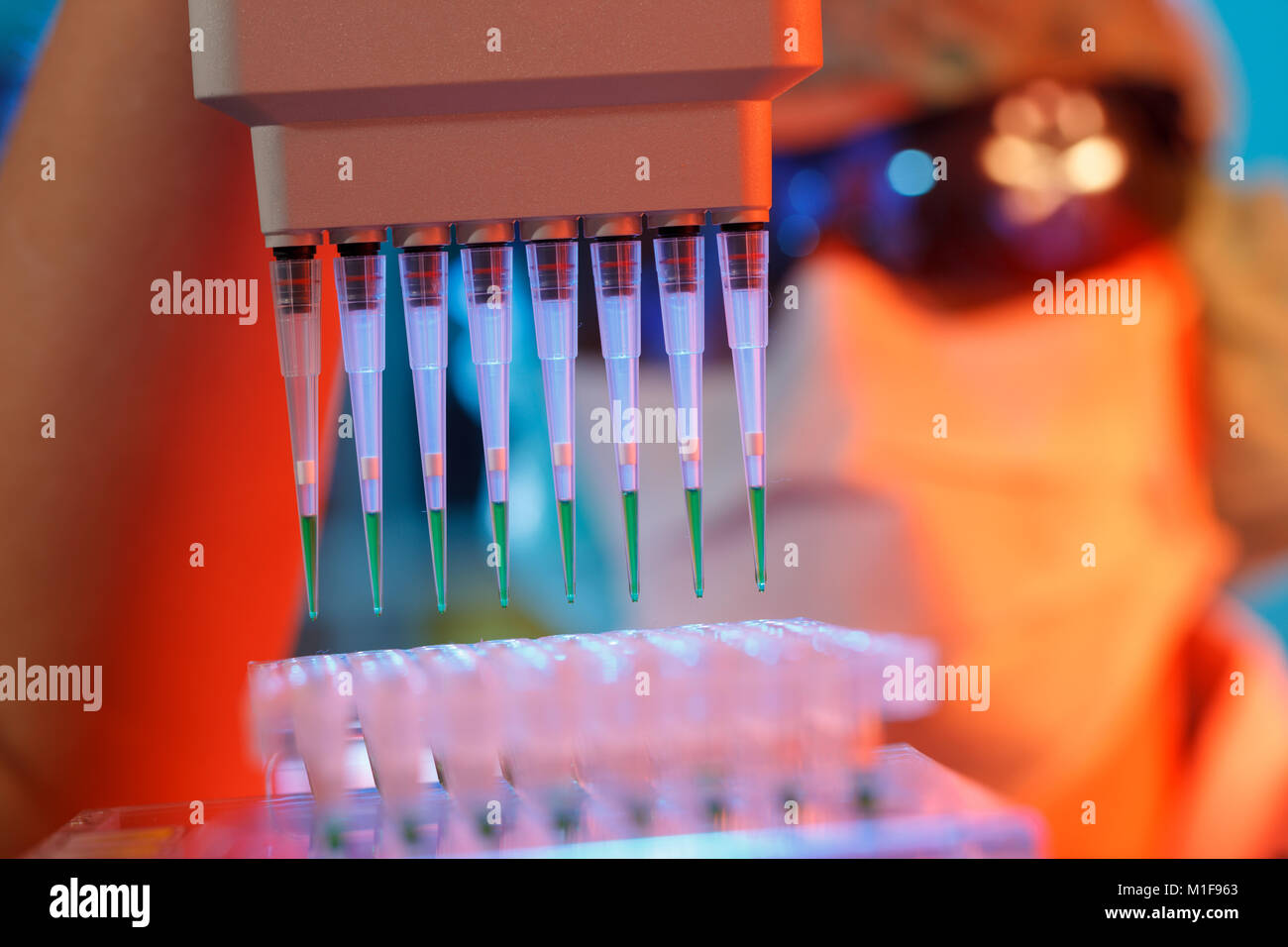 scientist loads pcr plate for DNA analysis with multichannel pipette
