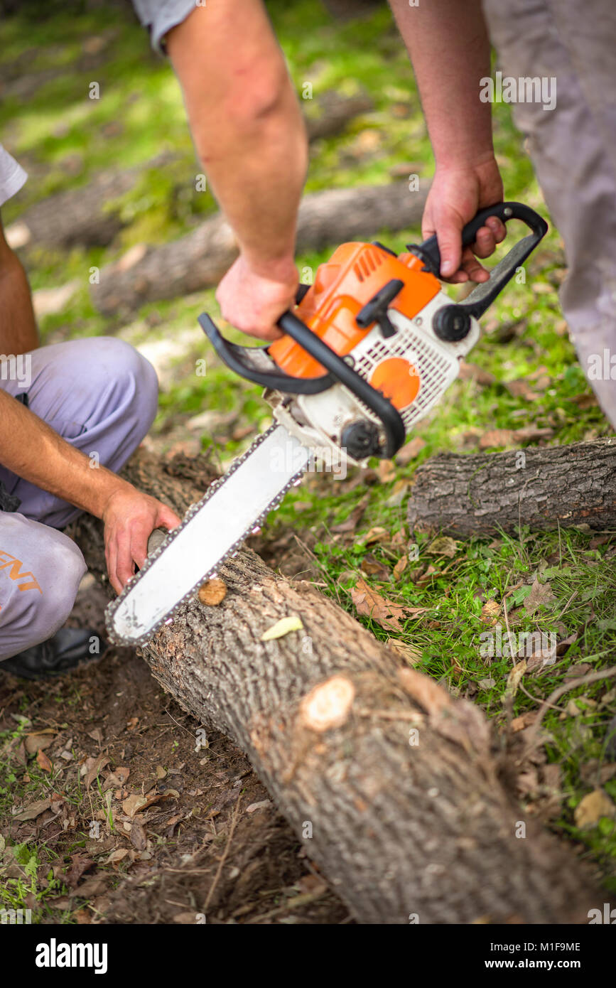 Wood cutting with chainsaw in nature Stock Photo Alamy