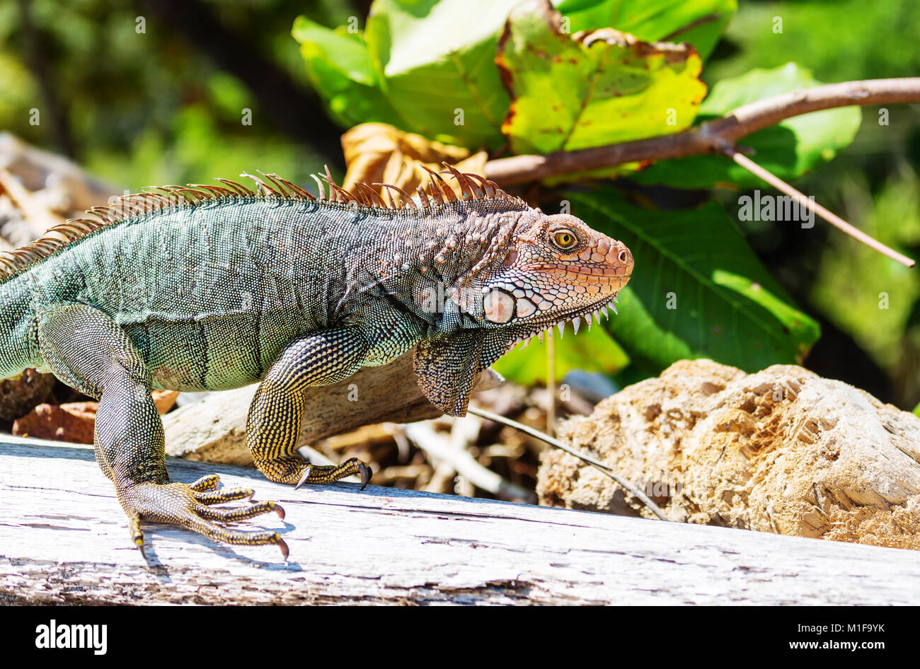 Wild green iguana in Costa Rica Stock Photo Alamy — free download