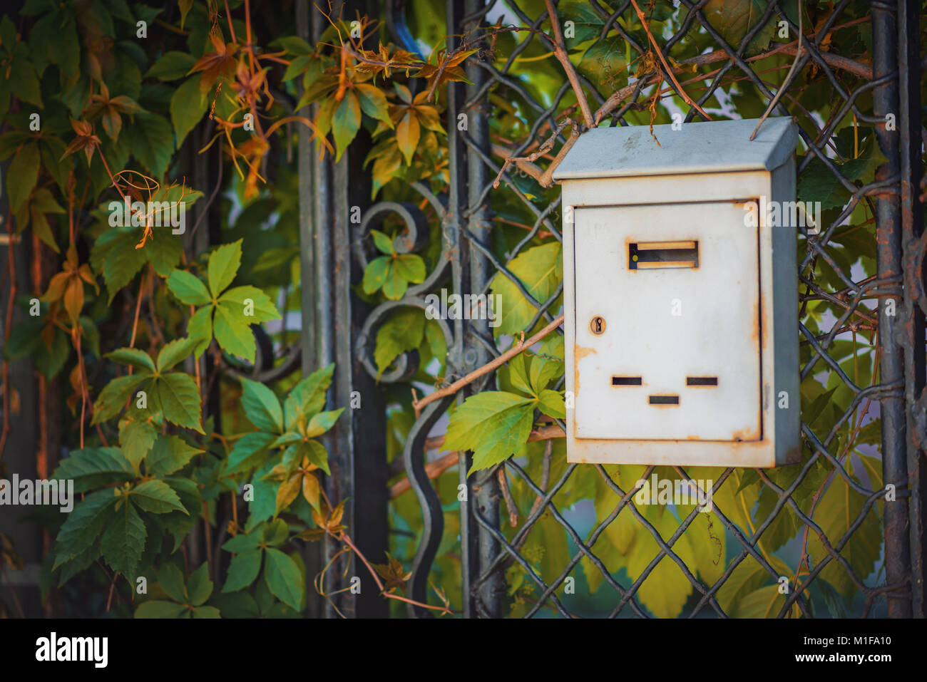 Vintage old mailbox on a gate covered with leaves Stock Photo