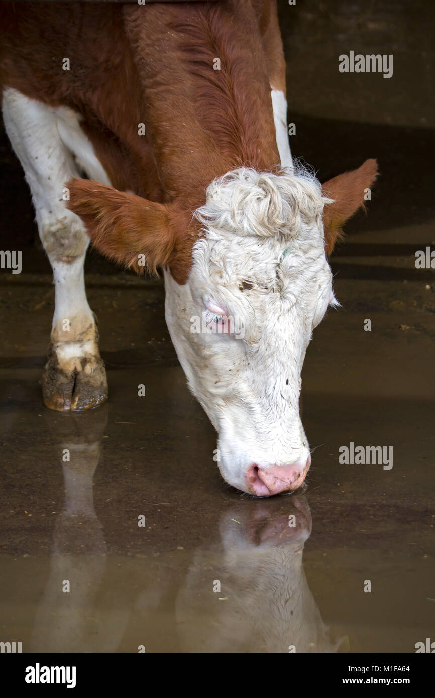 Farm life, portrait of a cow Stock Photo - Alamy