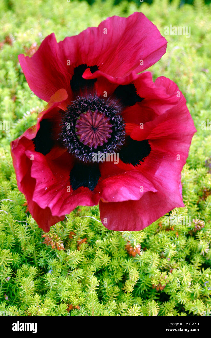 Faded Red discount Poppy