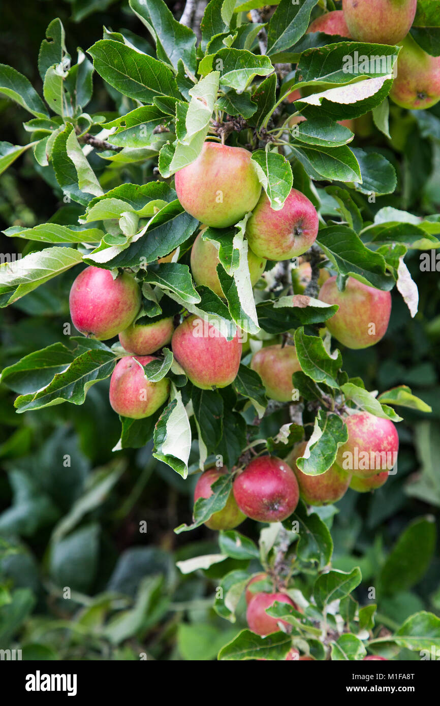 Apples growing on tree in Herefordshire Stock Photo Alamy