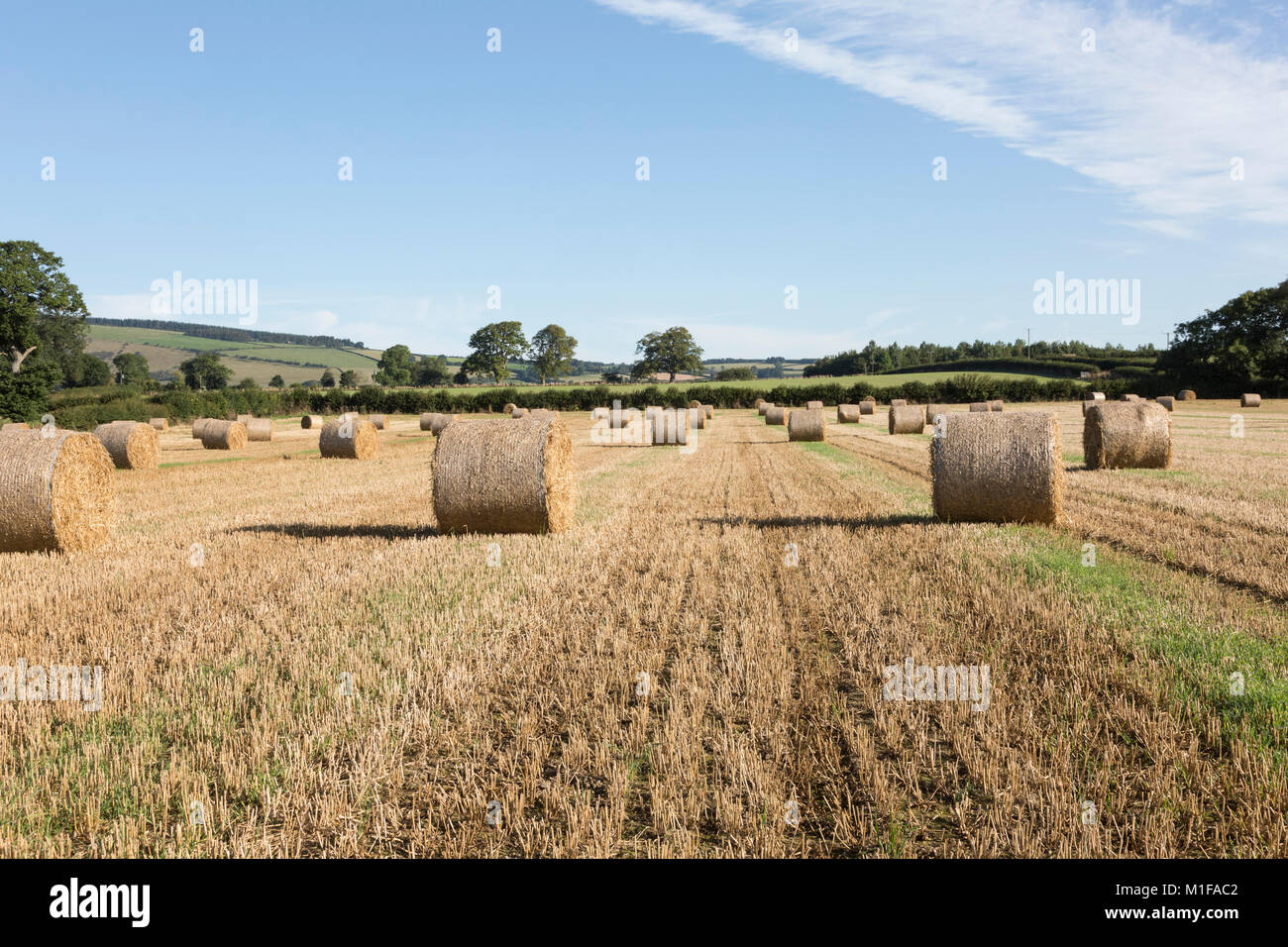 Round straw bales lying in field at harvest time Stock Photo
