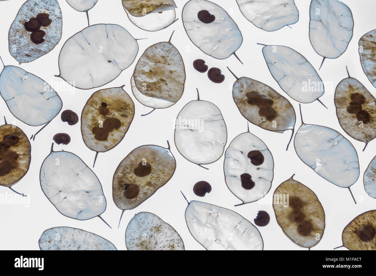 Flat seed pods hires stock photography and images Alamy