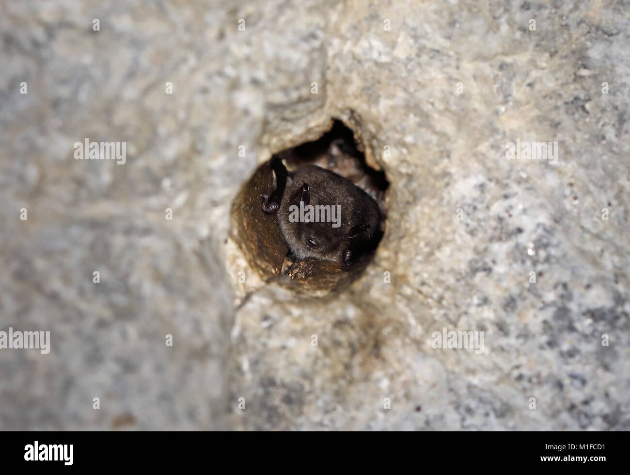 Daubenton's Bat (Myotis daubentonii) adult hibernating in hole drilled