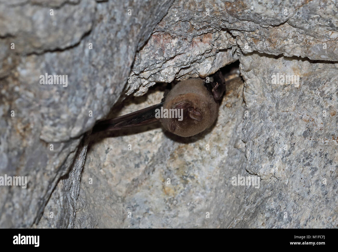 Common Bentwinged Bat (Miniopterus schreibersii) adult hibernating on