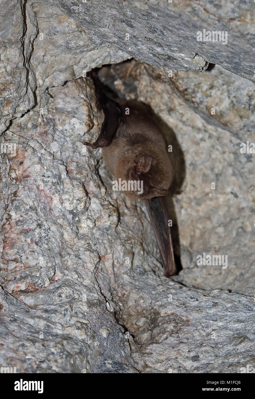Common Bentwinged Bat (Miniopterus schreibersii) adult hibernating on