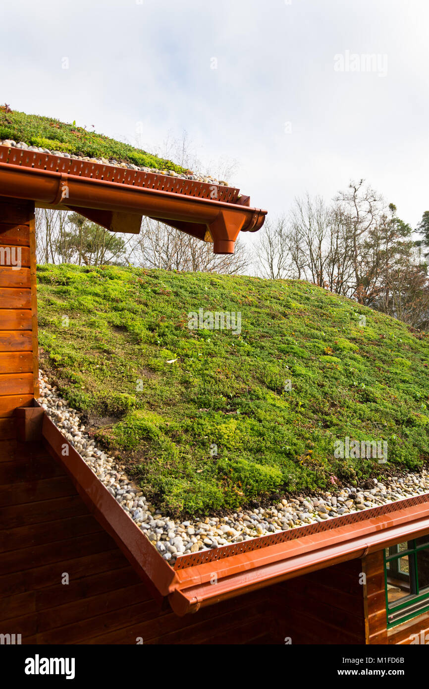 Wooden house with extensive green living roof covered with vegetation Stock Photo