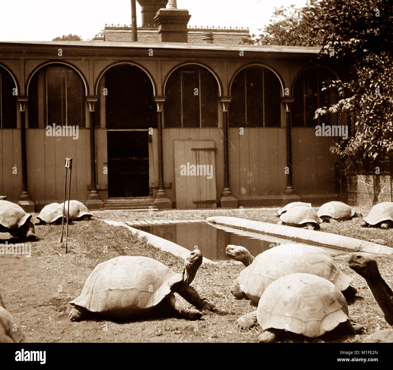 Giant tortoises in a zoo, possibly Regents Park Zoo, London, Victorian period Stock Photo