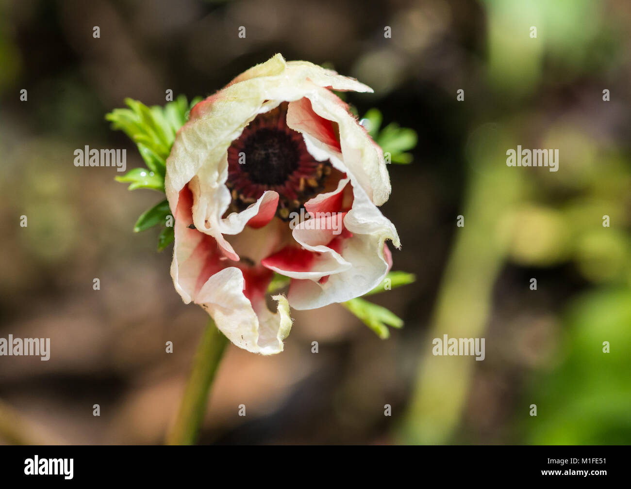 A macro shot of an anemone de caan flower bud opening. Stock Photo