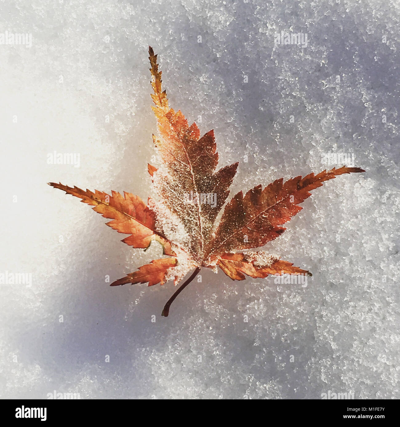 Autumn Acer leaf on snowy white background Stock Photo