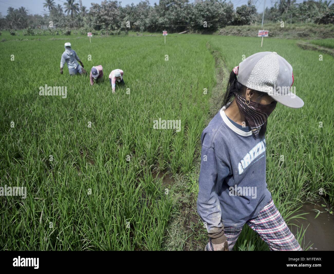 Guinobatan, Albay, Philippines. 30th Jan, 2018. Farmworkers in