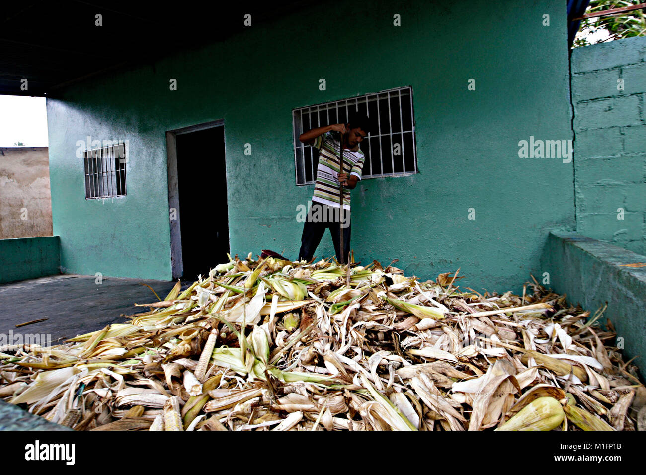 Maturin, Monagas, Venezuela. 8th Dec, 2012. december 09, 2012. A young man sweeps the leaves and corn after peeling the corn to make the cachapas dough, in the city of Matur'n, Monagas state, Venezuela.foto: Juan Carlos Hernandez Credit: Juan Carlos Hernandez/ZUMA Wire/Alamy Live News Stock Photo