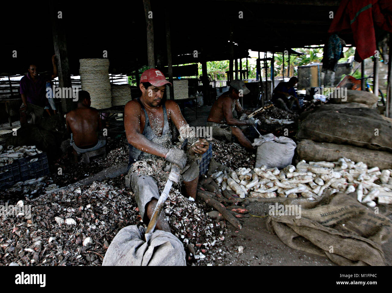 December 8, 2012 - Maturin, Monagas, Venezuela - december 09, 2012.A worker works in the peeling of the bitter yucca, to process it in the elaboration of the casabe. The casabe or cazabe is part of the tradition of the Venezuelan as its indigenous people elaborated it and it is known as the Venezuelan bread. In the city of Maturâ€™n, Monagas state. Venezuela .foto: Juan Carlos Hernandez (Credit Image: © Juan Carlos Hernandez via ZUMA Wire) Stock Photo