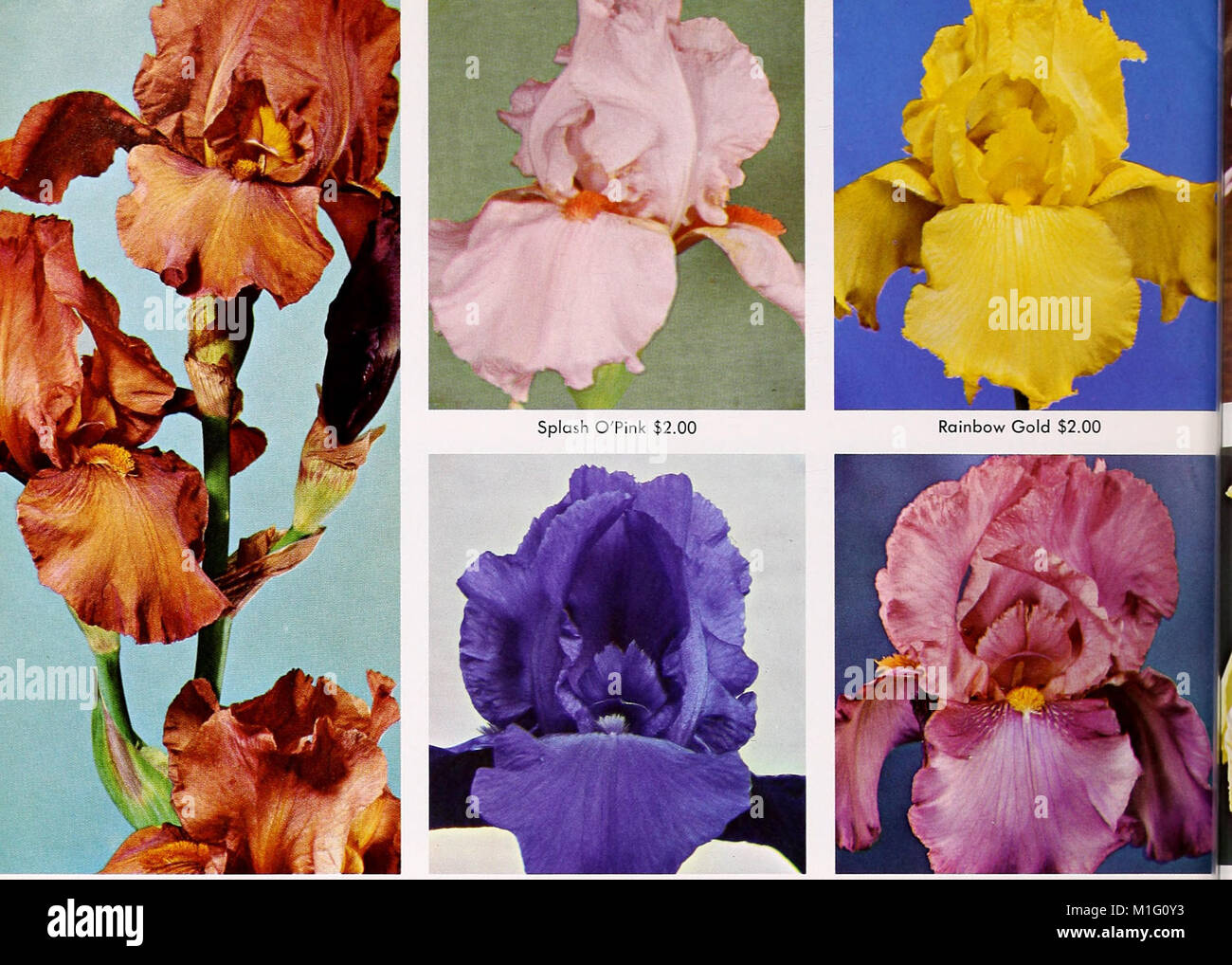 The 1973 Cooley's Gardens catalog showcases a variety of plants