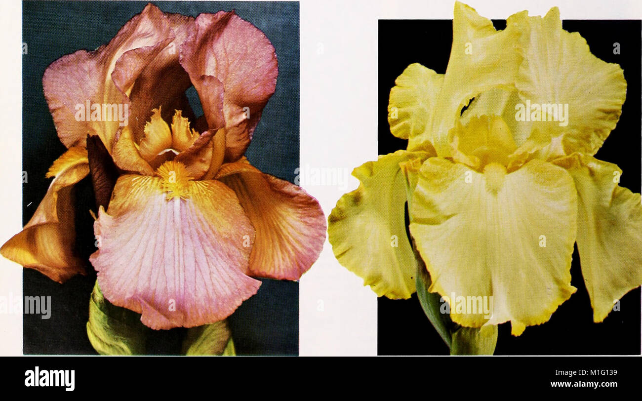 1968 Cooley's Gardens (1968) (16048855754 Stock Photo Alamy