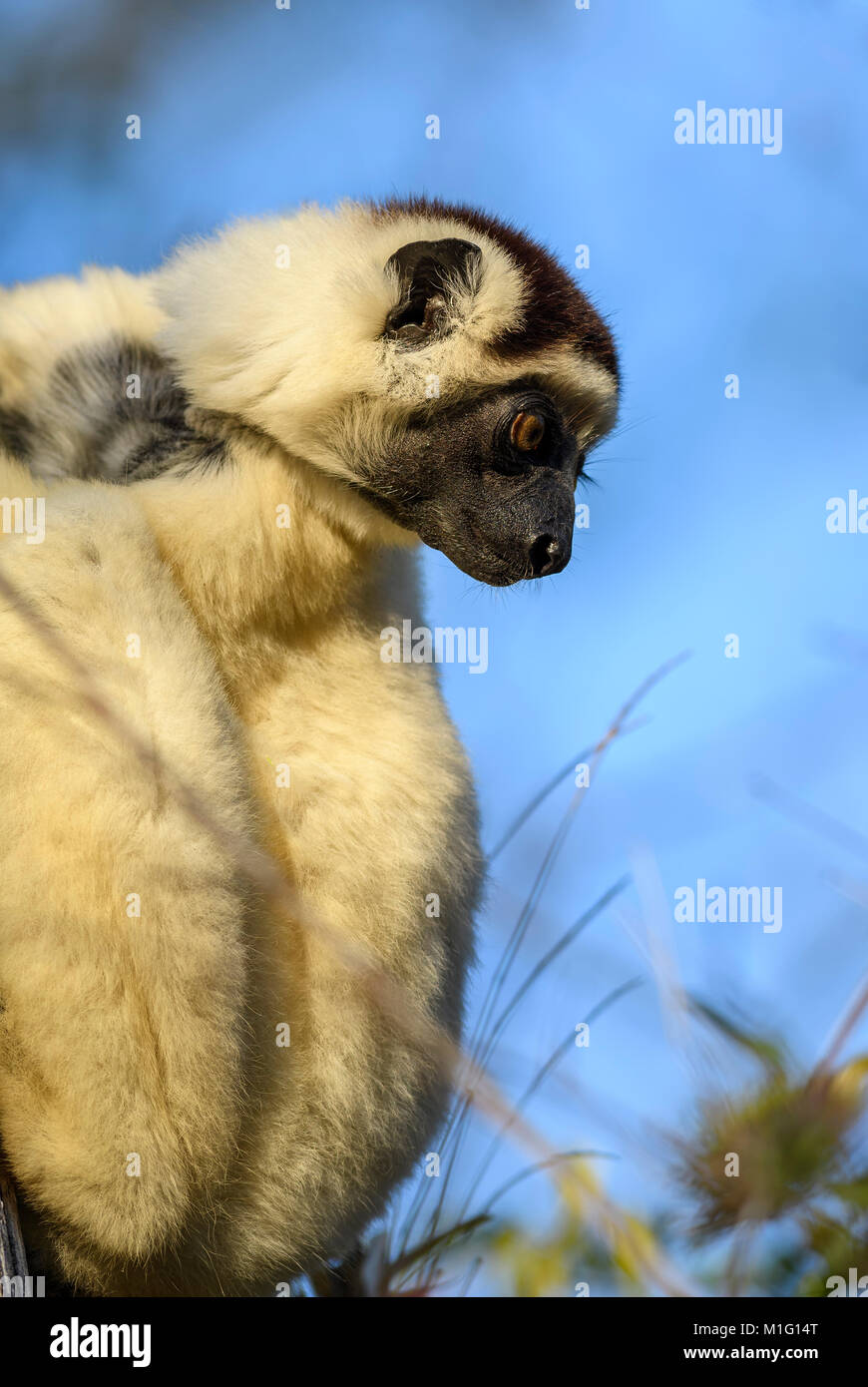 Verreaux's Sifaka - Propithecus verreauxi, dry forest Madagascar west coast. Cute primate. Madagascar endemite. Stock Photo