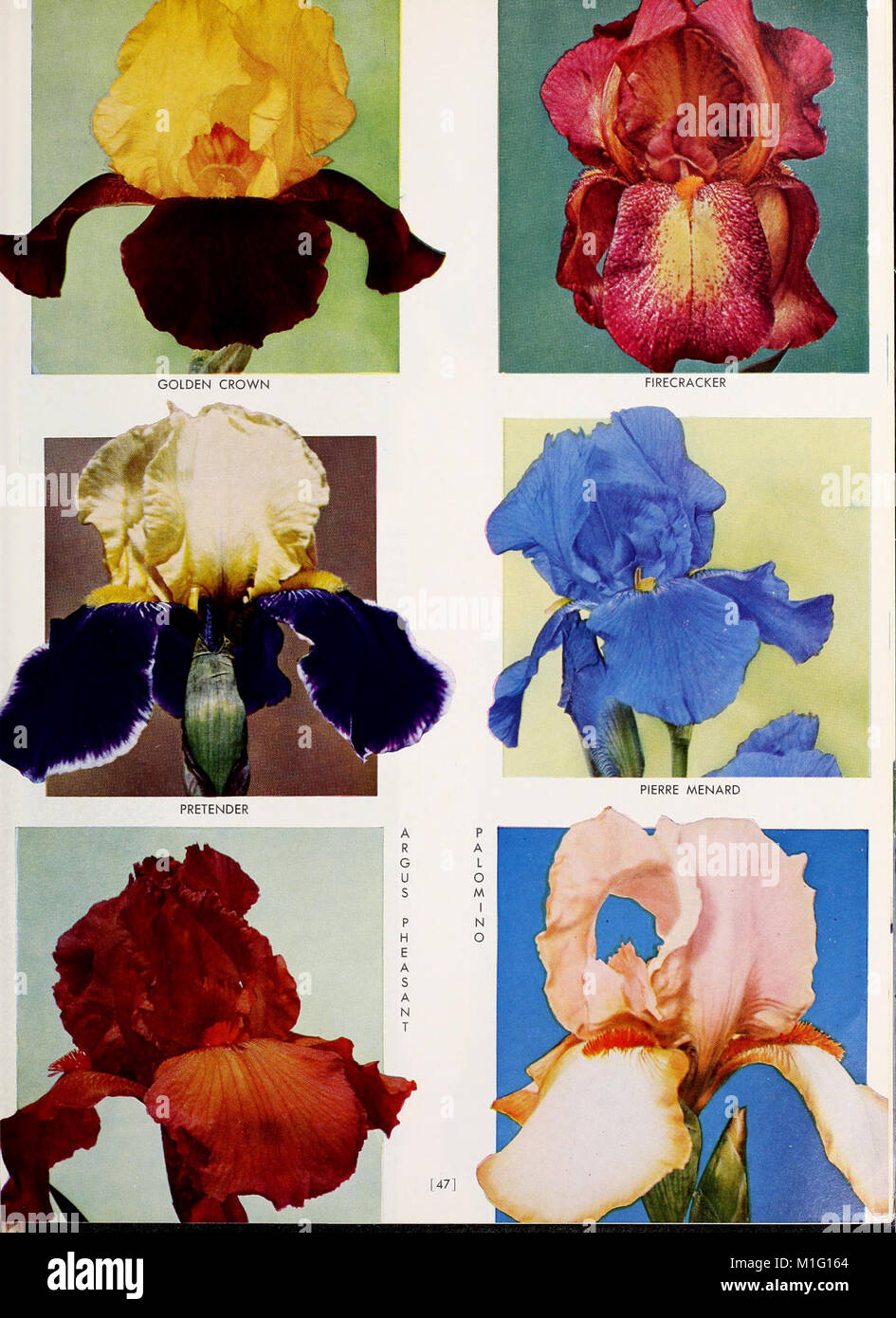 The 1964 Cooley's Gardens catalog presents a variety of ornamental