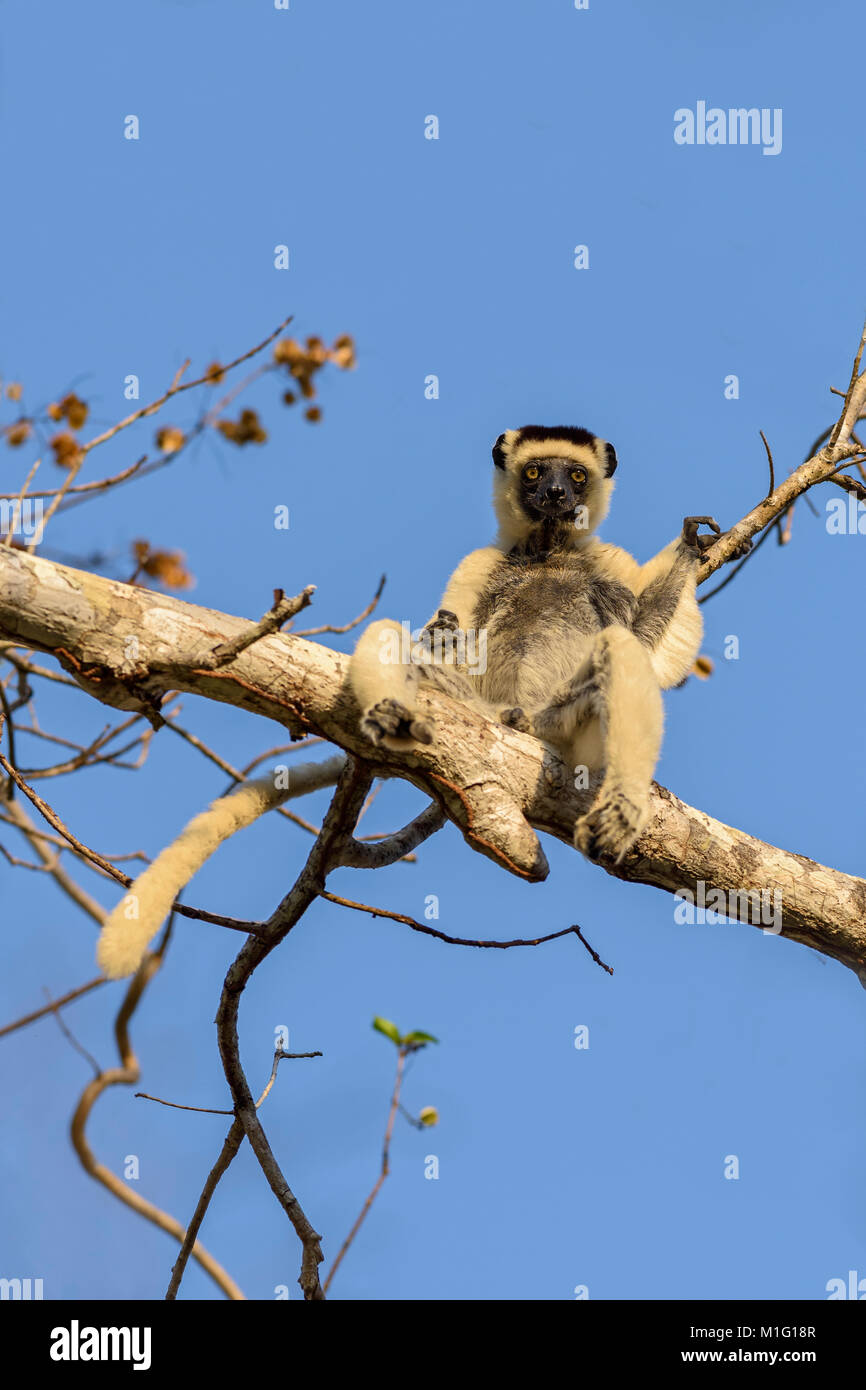 Verreaux's Sifaka - Propithecus verreauxi, dry forest Madagascar west coast. Cute primate. Madagascar endemite. Stock Photo