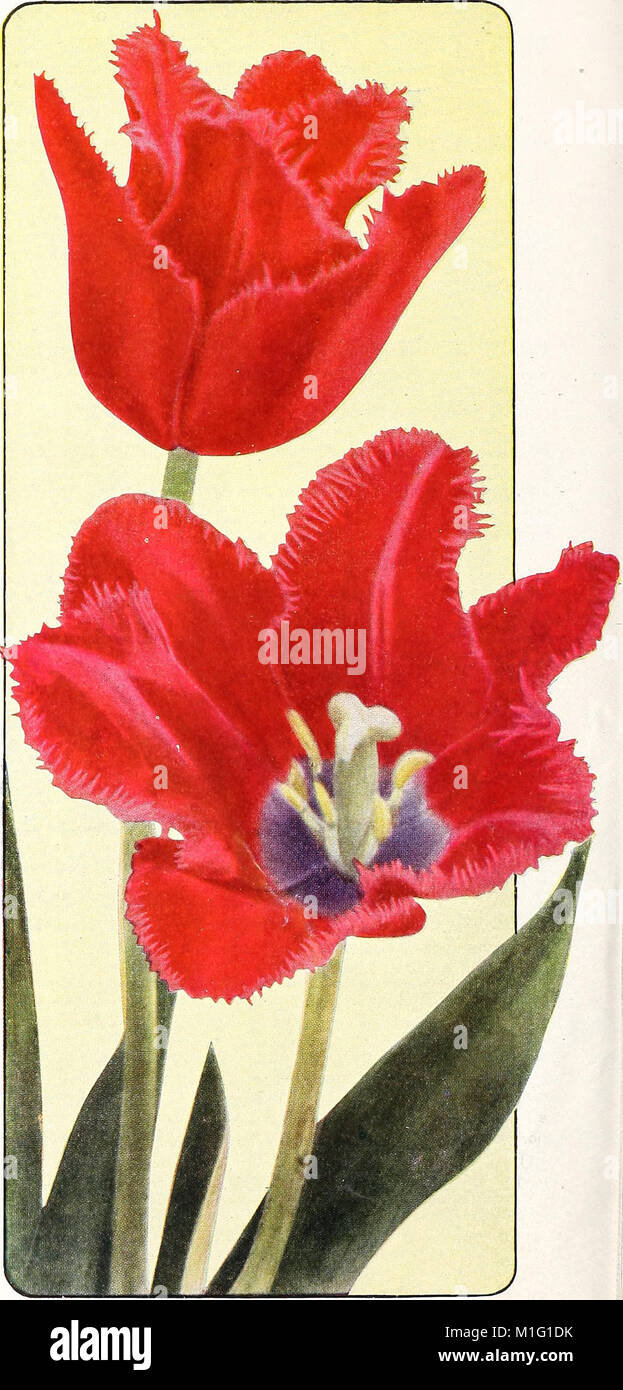 This 1945 catalog focuses on popular flower varieties of iris, tulips