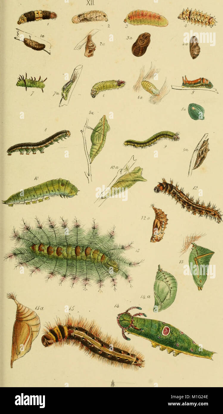 A catalogue of the lepidopterous insects in the museum of the Hon. East ...