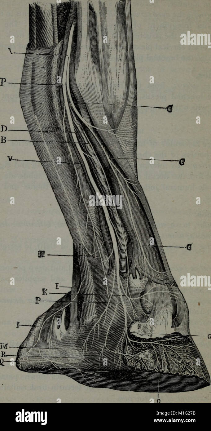 A compend of equine anatomy and physiology (1890) (20483129198 Stock
