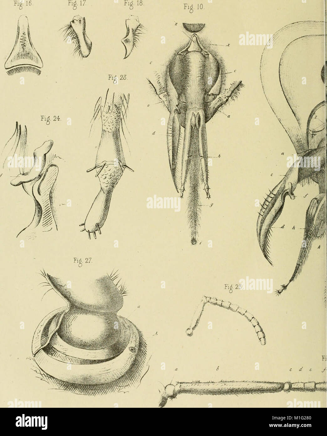 Anatomy and physiology of the bee, published in 1876, explores the ...