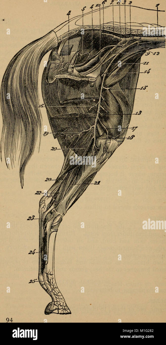 A compend of equine anatomy and physiology (1896) (20671094415 Stock