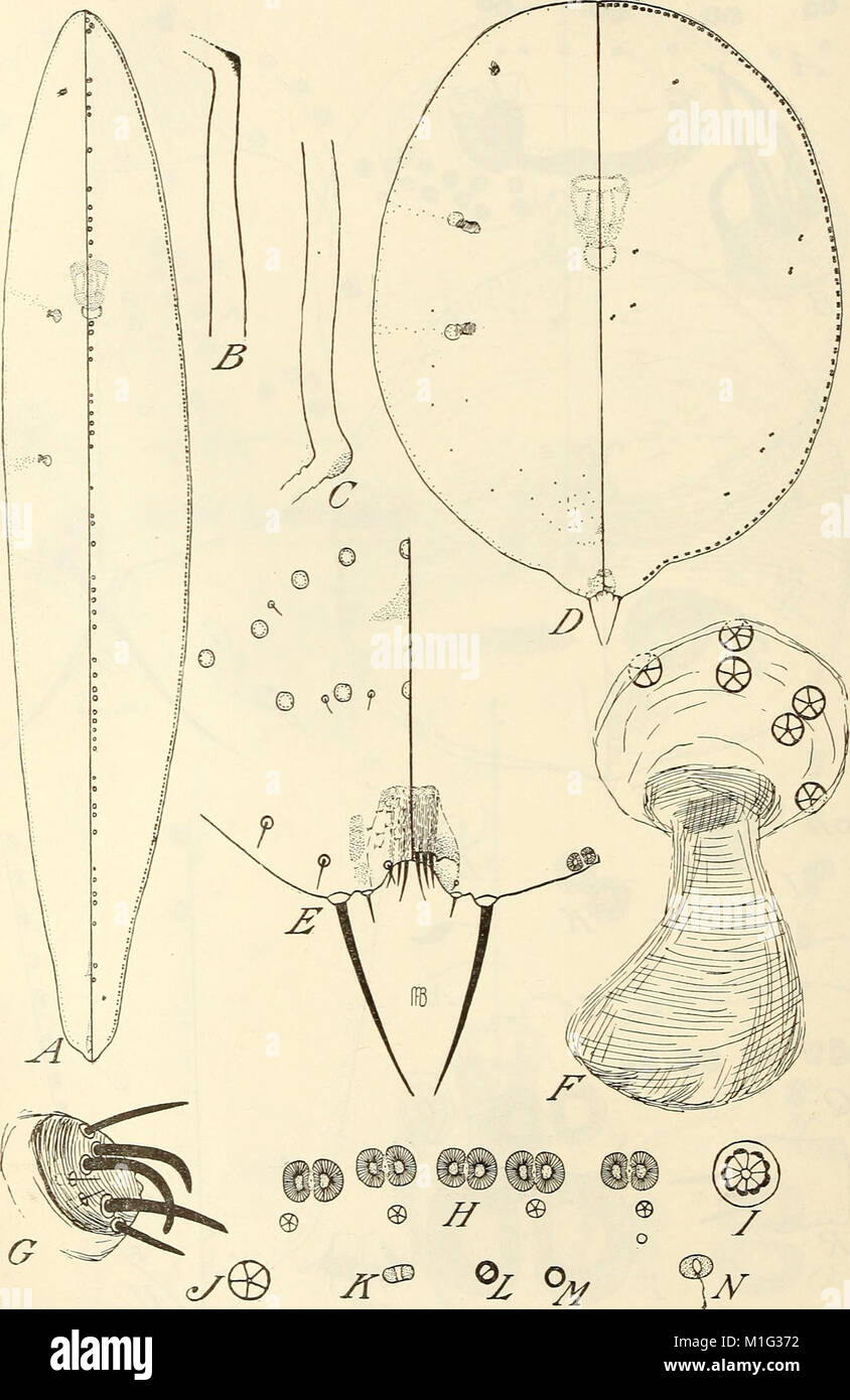 Genus Insect Characteristic This 1941 work presents a classification of the scale insect genus ...