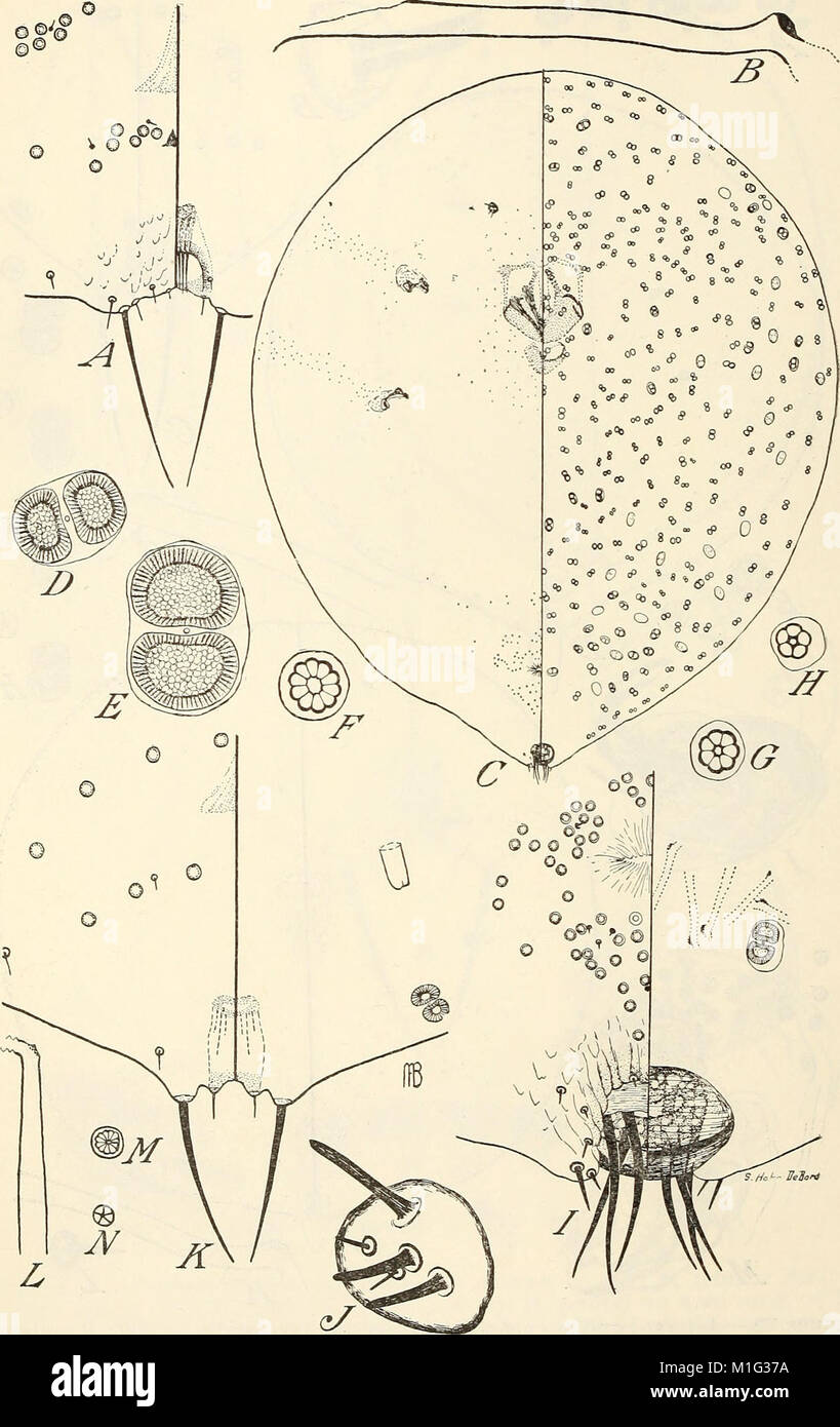 Genus Insect Characteristic This 1941 work provides a classification of the scale insect genus ...