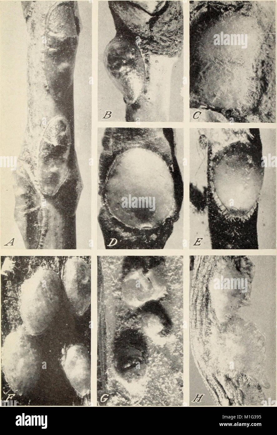 Genus Insect Characteristic This 1941 publication provides a classification of the scale insect ...