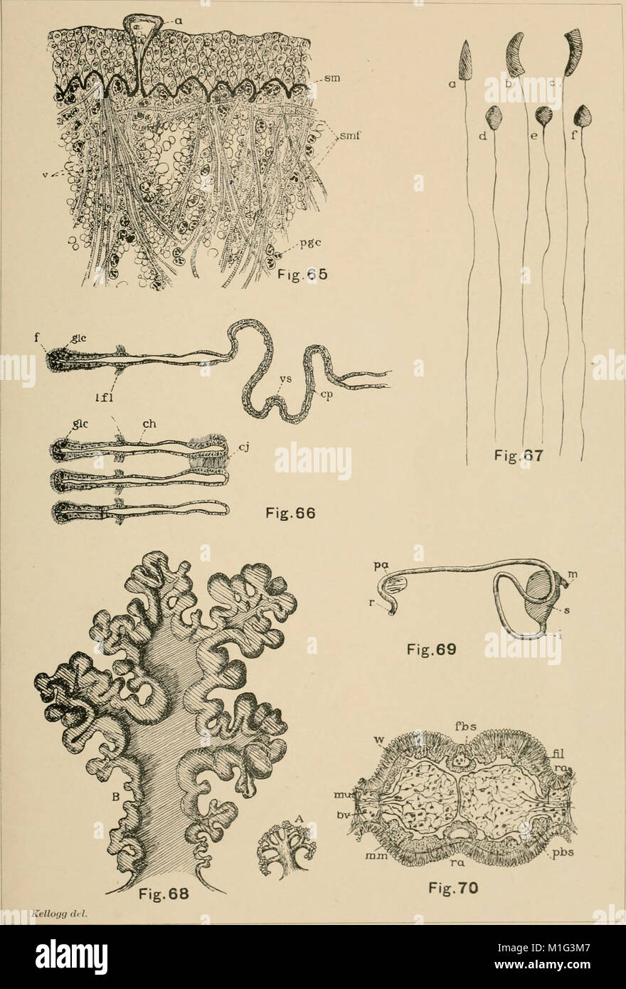 Filibranchia A contribution to our knowledge of the morphology of the ...
