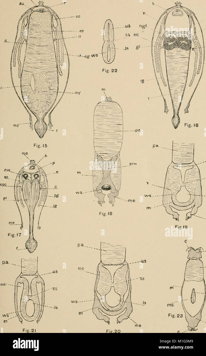 Filibranchia This 1892 study contributes to the understanding of lamellibranchiate ...