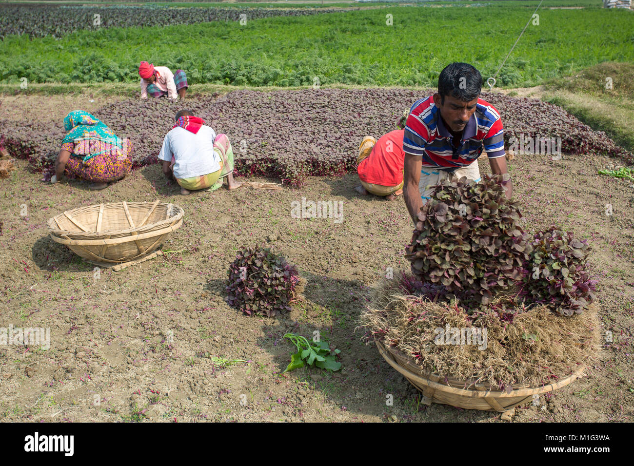 Labors are loading on bamboo bucket Lal Shak (Red amaranth) at Savar, Bangladesh. Stock Photo