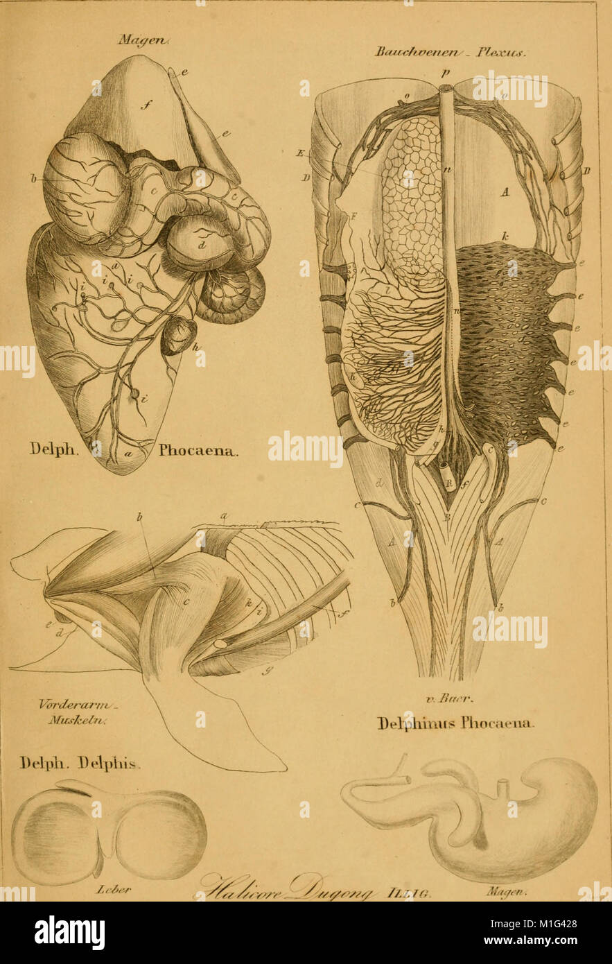 anatomia-mammalium-1845-is-a-detailed-anatomical-study-of-mammals