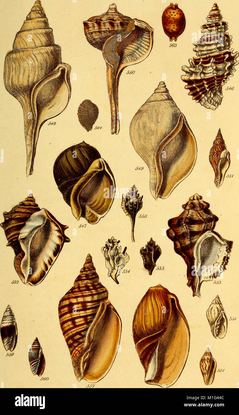 Detailed study of various mollusk shells hi-res stock photography and ...