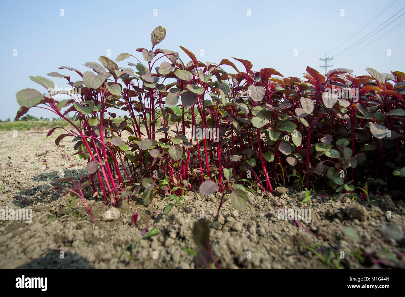 Lal Shak (Red amaranth) on field at Savar, Bangladesh. Stock Photo