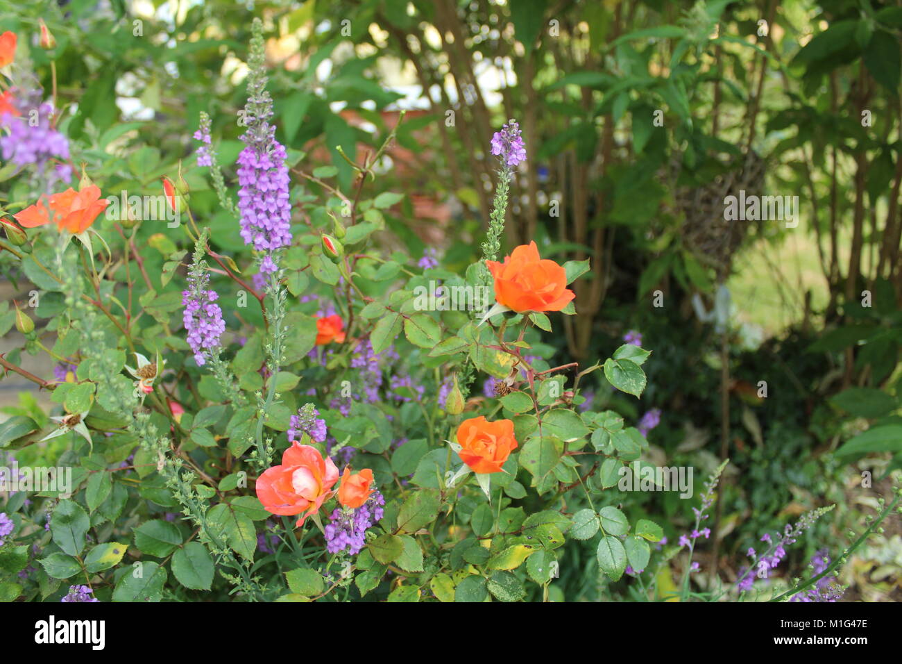 Cottage garden flowers in full bloom Stock Photo - Alamy