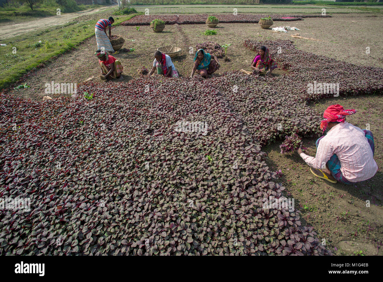 Labors are harvesting Lal Shak (Red amaranth) at Savar, Bangladesh. Stock Photo