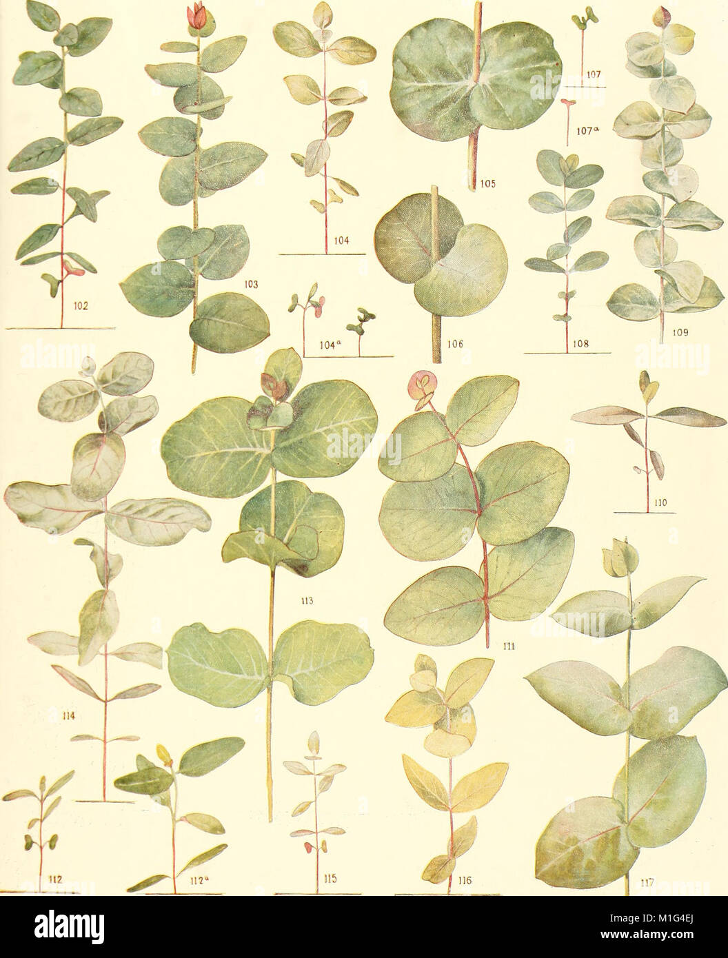 A critical revision of the genus Eucalyptus (1903) (20686003046 Stock