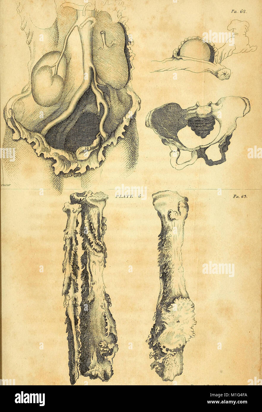 'Anatomical Investigations' (1798) offers detailed descriptions of human fasciae, irregularities in body structure, and cases in morbid anatomy. It also introduces a new anatomical discovery, contributing to medical understanding of human anatomy. Stock Photo