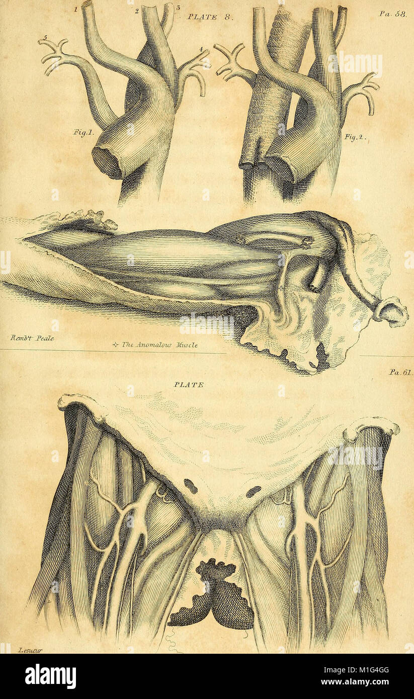 Anatomical investigations comprising descriptions of various fasciae Biology Diagrams