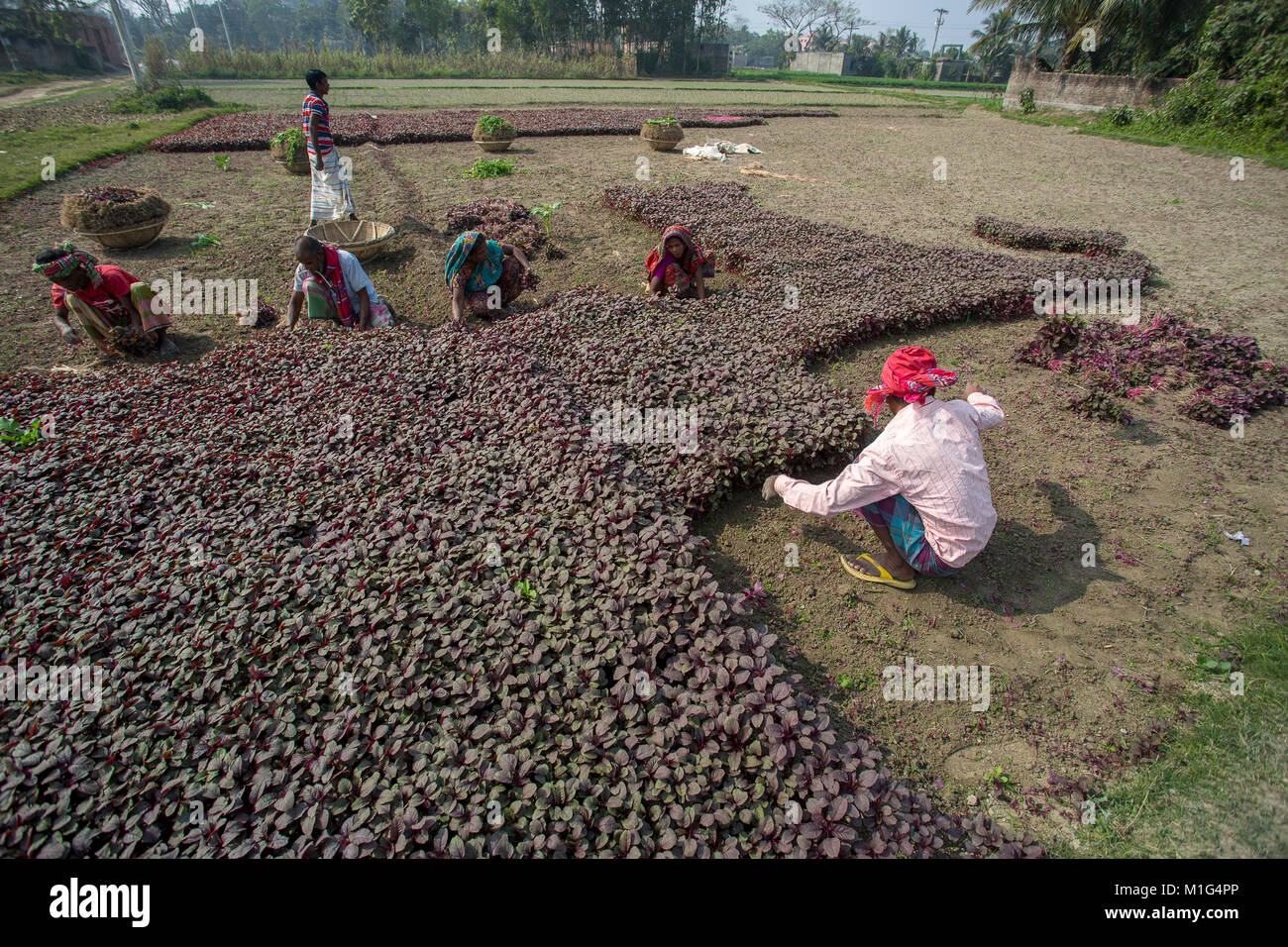 Labors are harvesting Lal Shak (Red amaranth) at Savar, Bangladesh. Stock Photo