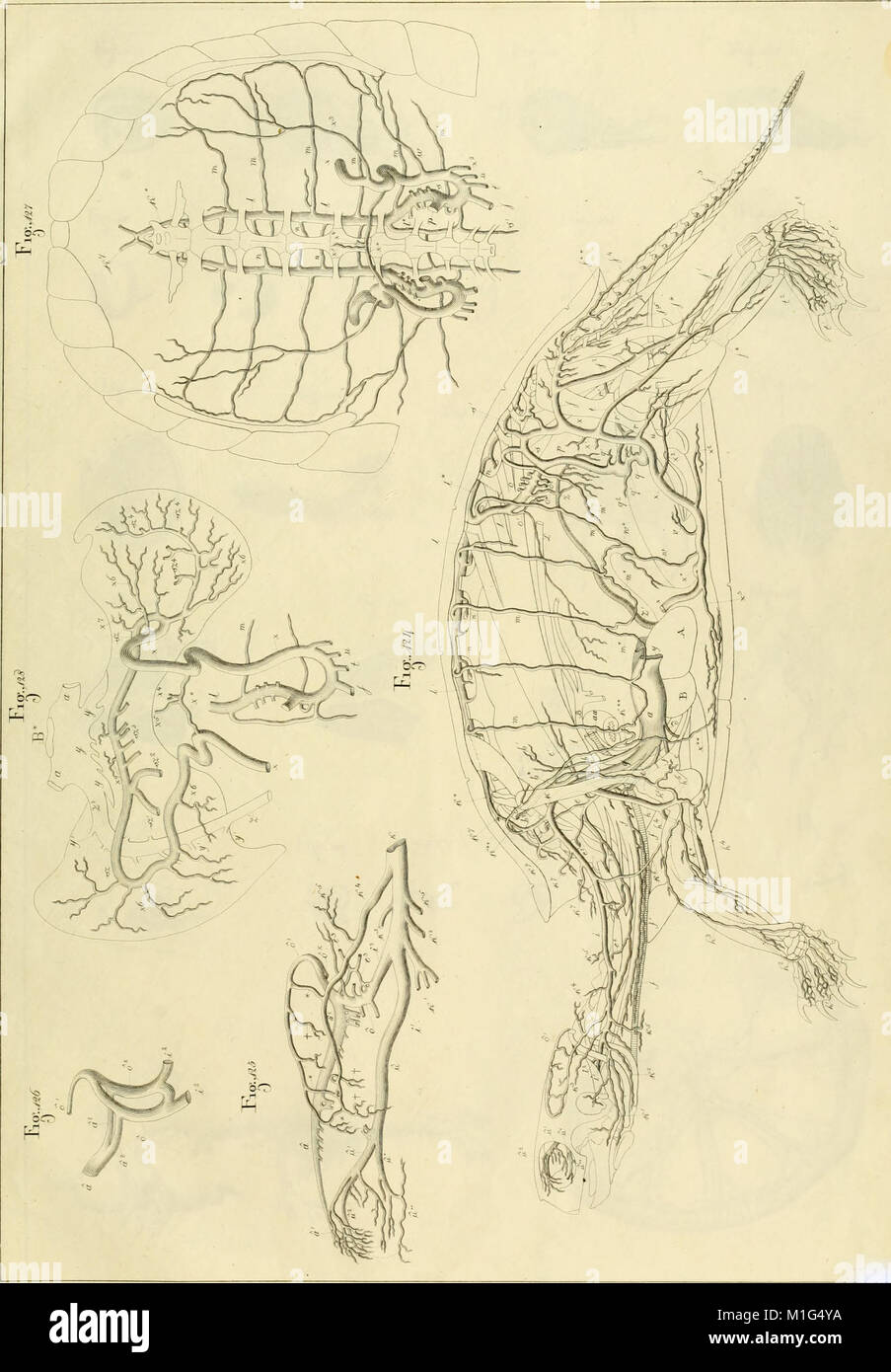 This 1819-1821 work provides a detailed anatomical study of European ...