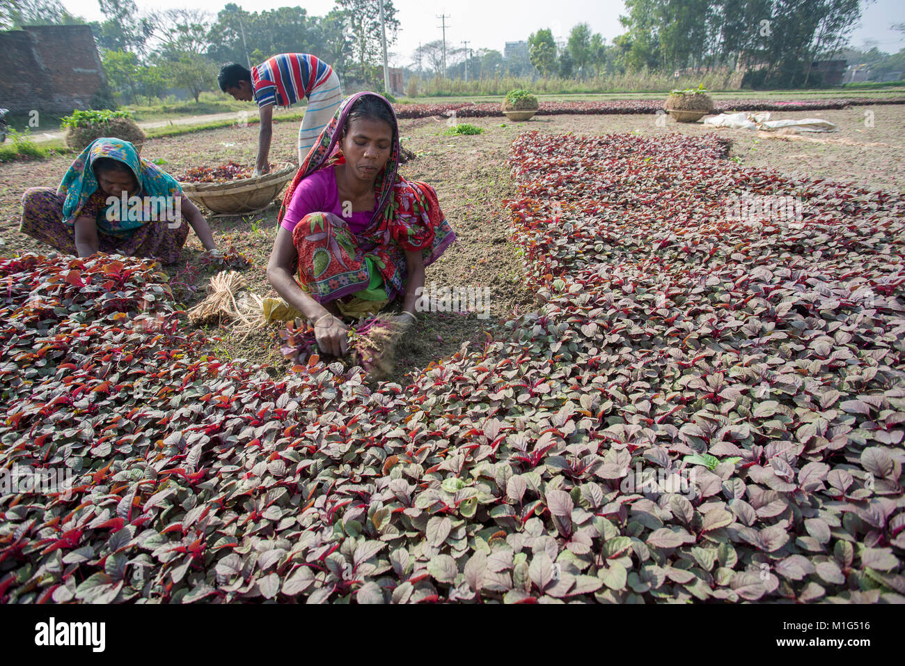 Women labors are harvesting Lal Shak (Red amaranth) at Savar, Bangladesh. Stock Photo
