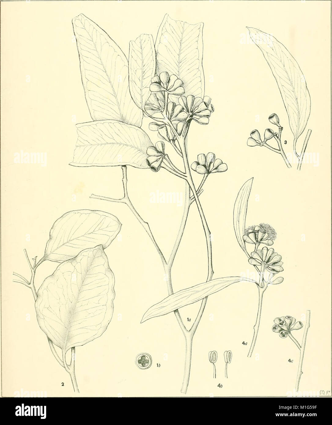 A critical revision of the genus Eucalyptus (1903) (20718489611 Stock