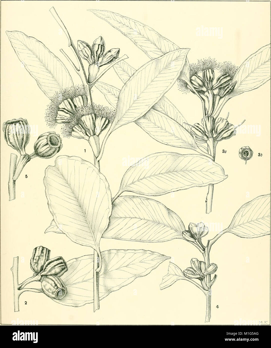 A critical revision of the genus Eucalyptus (1903) (20685383916 Stock