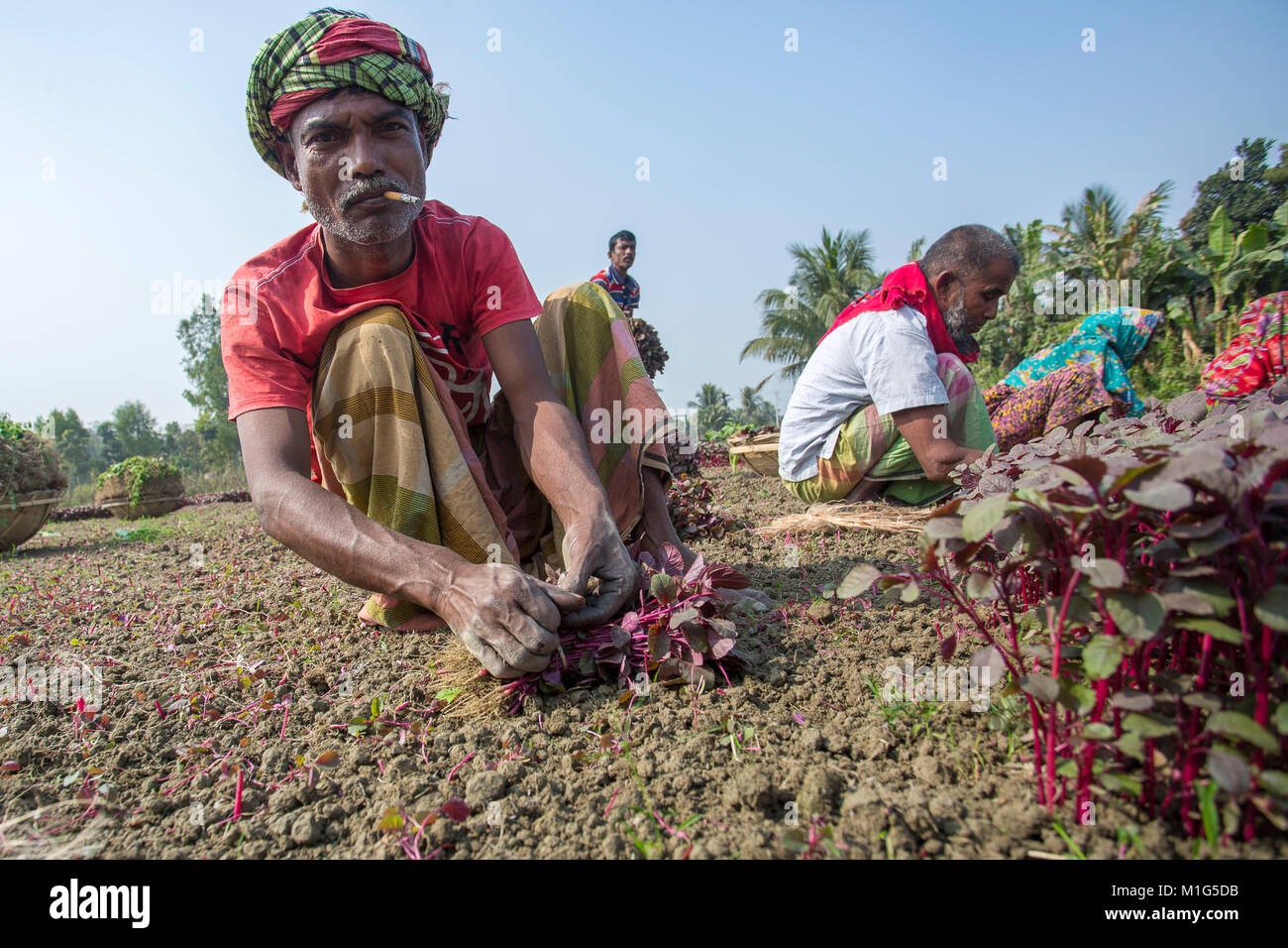 A field labor are smoking and making bundle Lal Shak (Red amaranth) at Savar, Bangladesh. Stock Photo