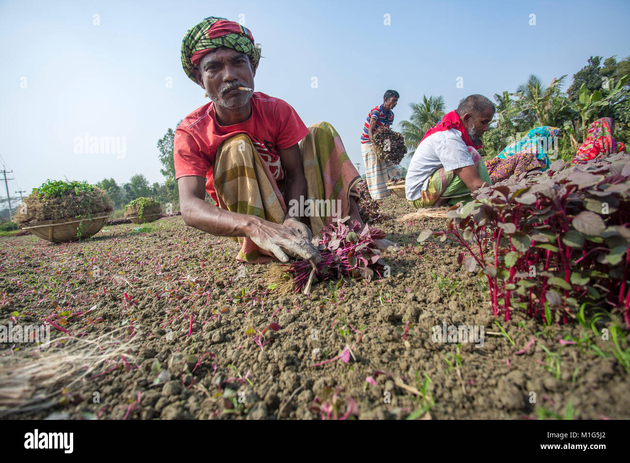 A field labor are smoking and making bundle Lal Shak (Red amaranth) at Savar, Bangladesh. Stock Photo
